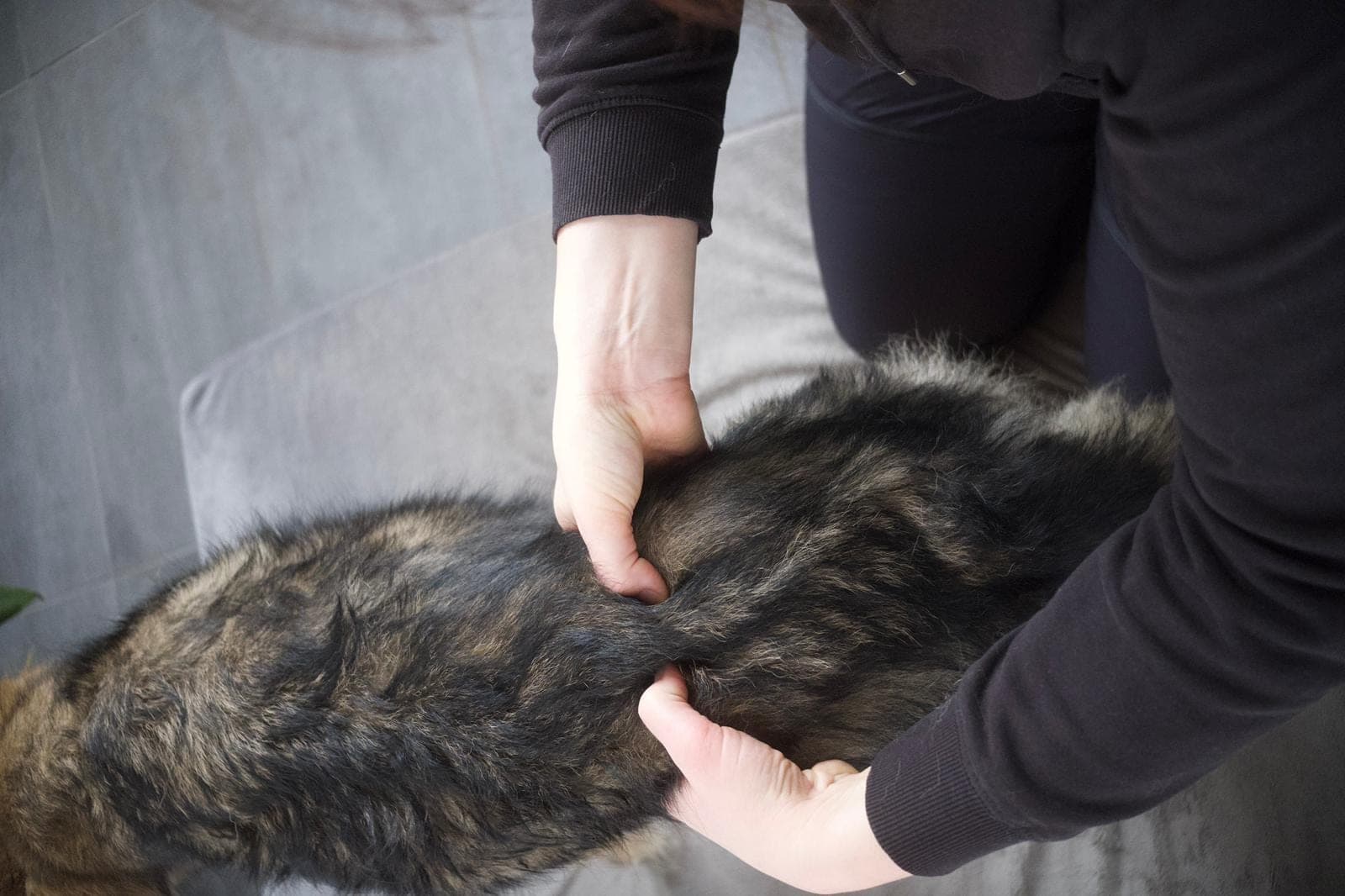 Zwei Hände behandeln vorsichtig den Rücken eines liegenden Hundes — manuelle Therapie.