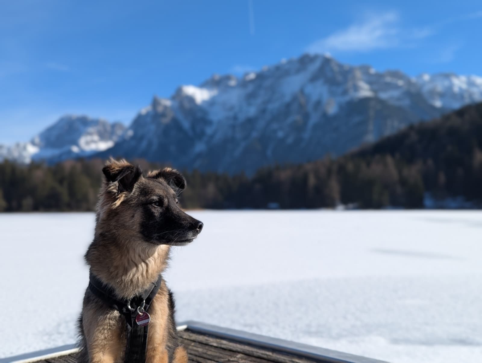 Hund Benno sitzt entspannt vor einer winterlichen Berglandschaft.
