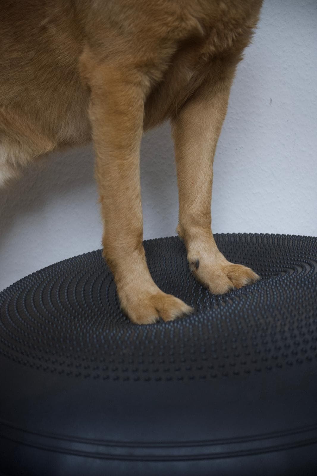 Hund balanciert mit den Vorderpfoten auf einem genoppten Balance-Kissen — aktive Bewegungstherapie.