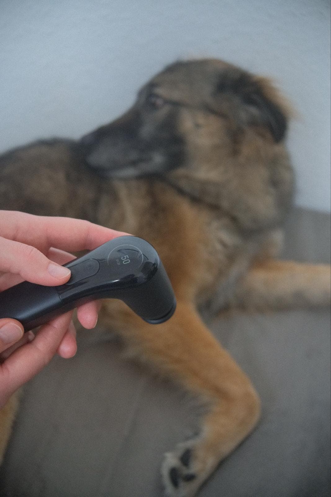 Hand hält das Novafon-Vibrationsgerät vor einem entspannt liegenden Hund.